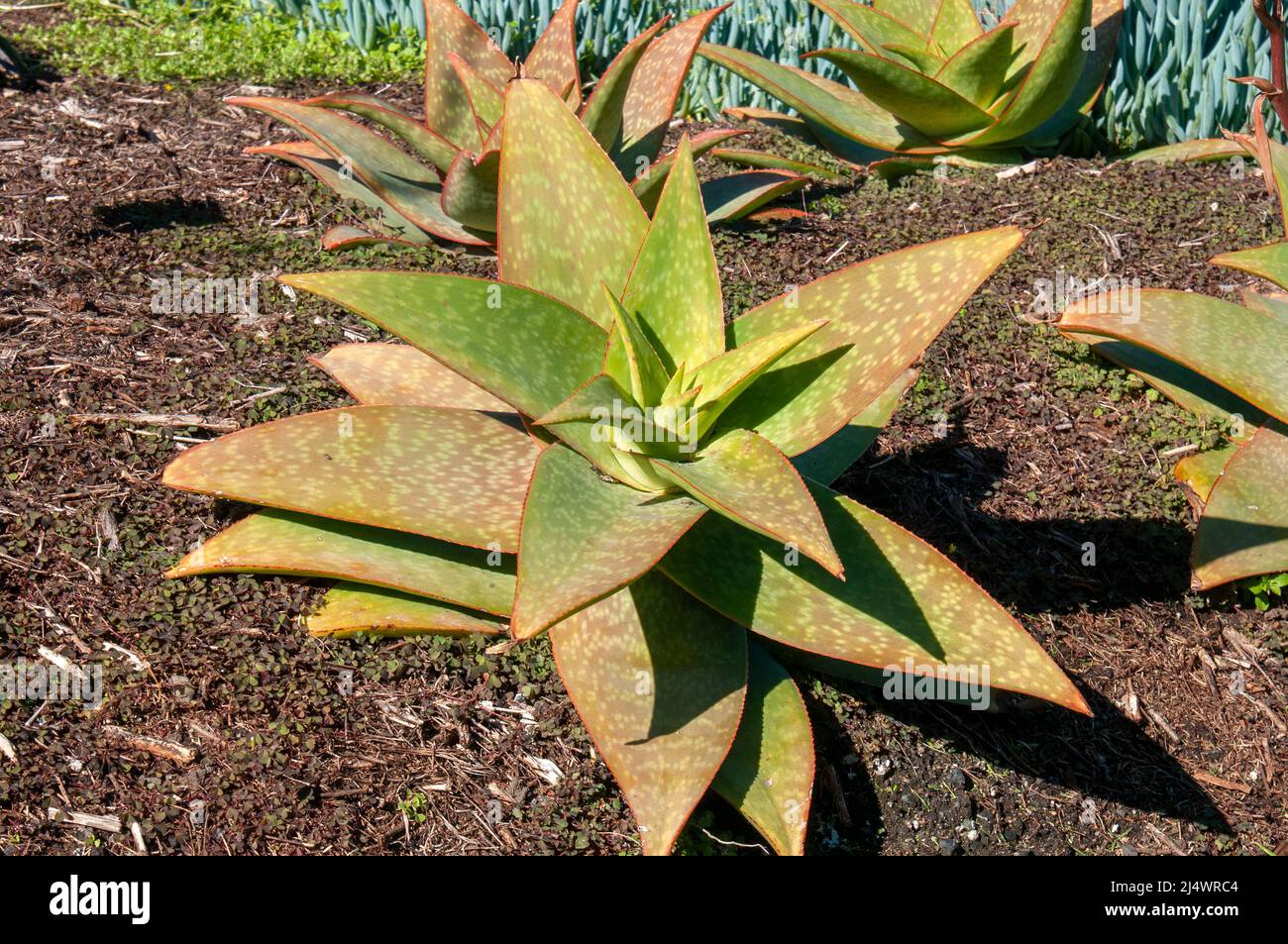 Sydney Australia, Aloe 'Escapade' in the afternoon sunshine Stock Photo