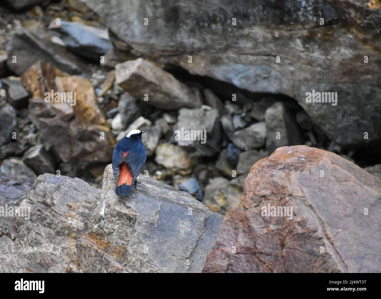 The white-capped redstart or white-capped water redstart (Phoenicurus leucocephalus) is a passerine bird of the Old World flycatcher family Muscicapid Stock Photo