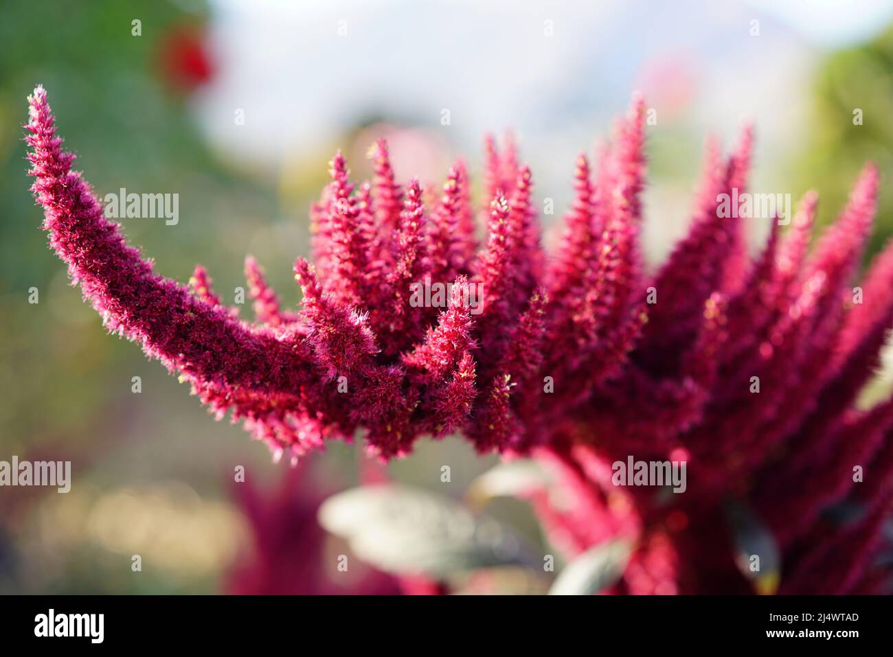 Pink blooming plant outside in a garden Stock Photo
