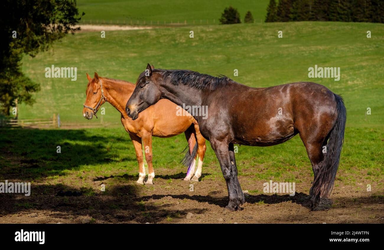 Two horses standing in a field Stock Photo