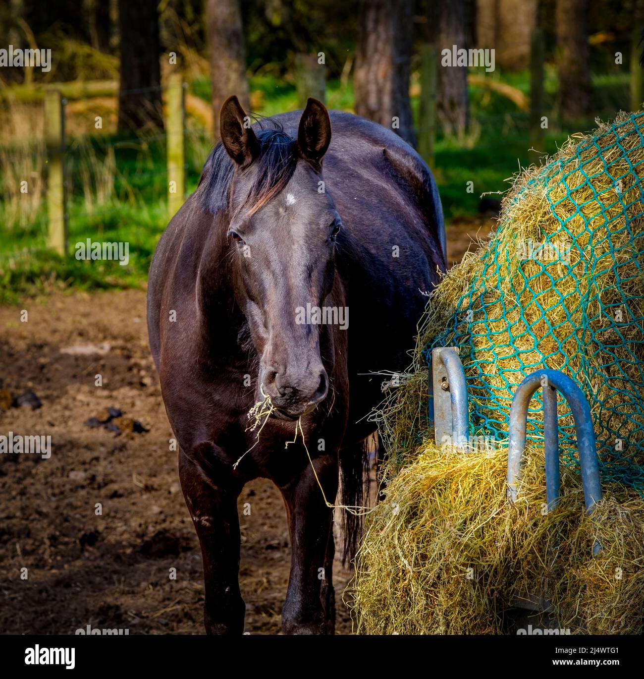 Black horse eating hay outdoors Stock Photo