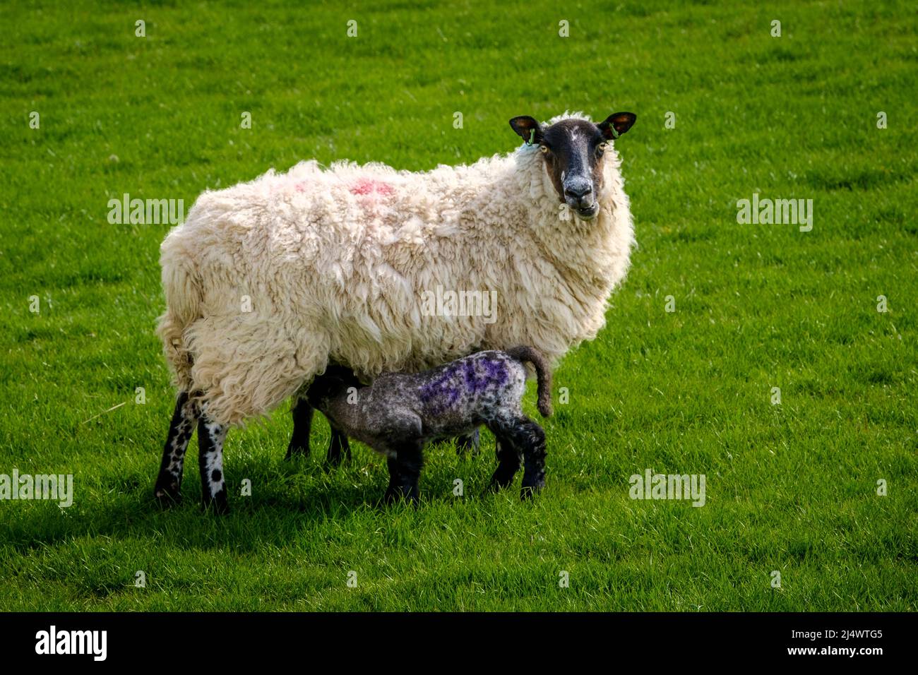 New born lambs with their mum in spring in Scotland Stock Photo