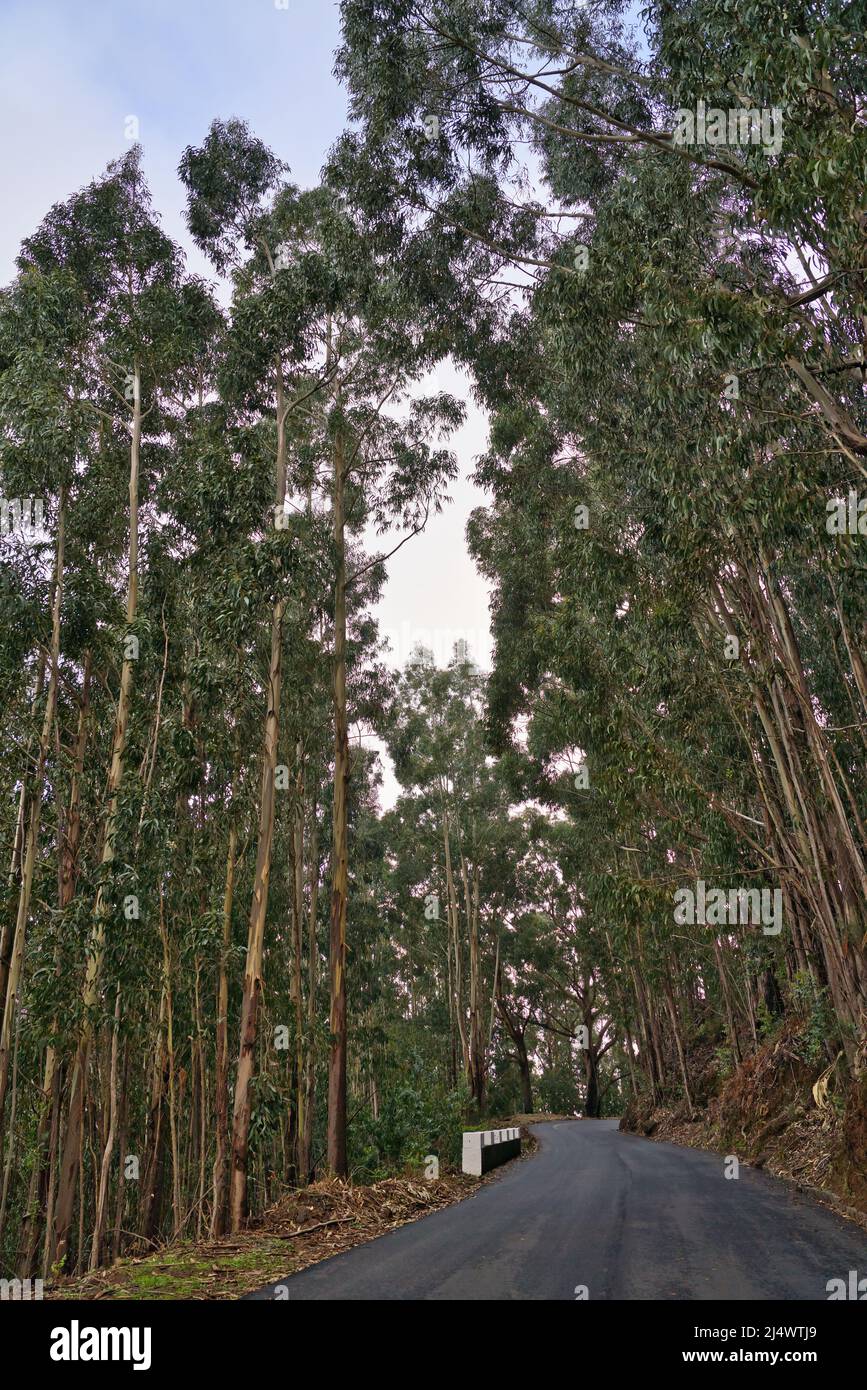 Eucalyptus forest on madeira, very tall green trees, Maderia Island, Portugal Stock Photo