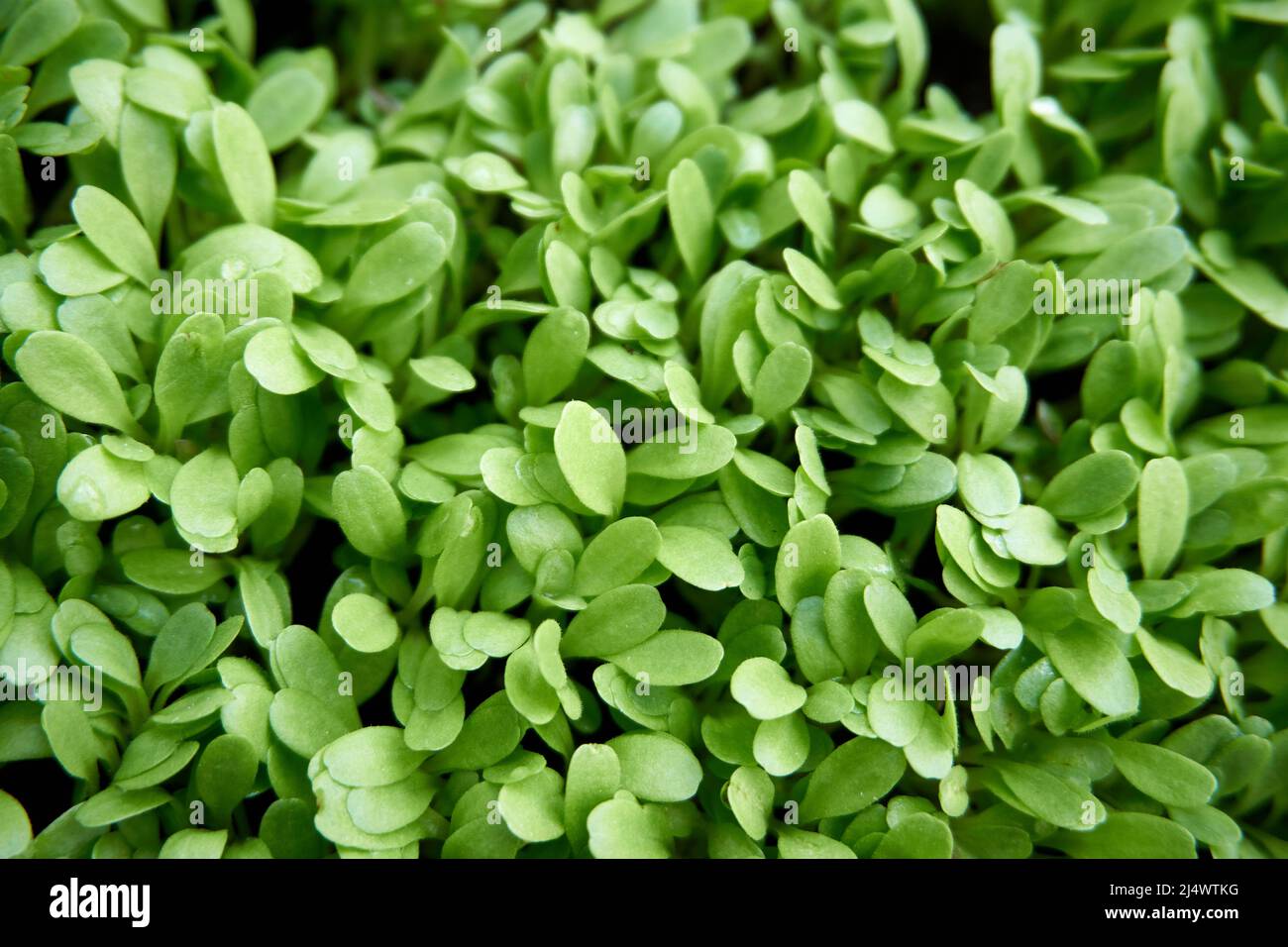 Green organic herb in near plan Stock Photo Alamy