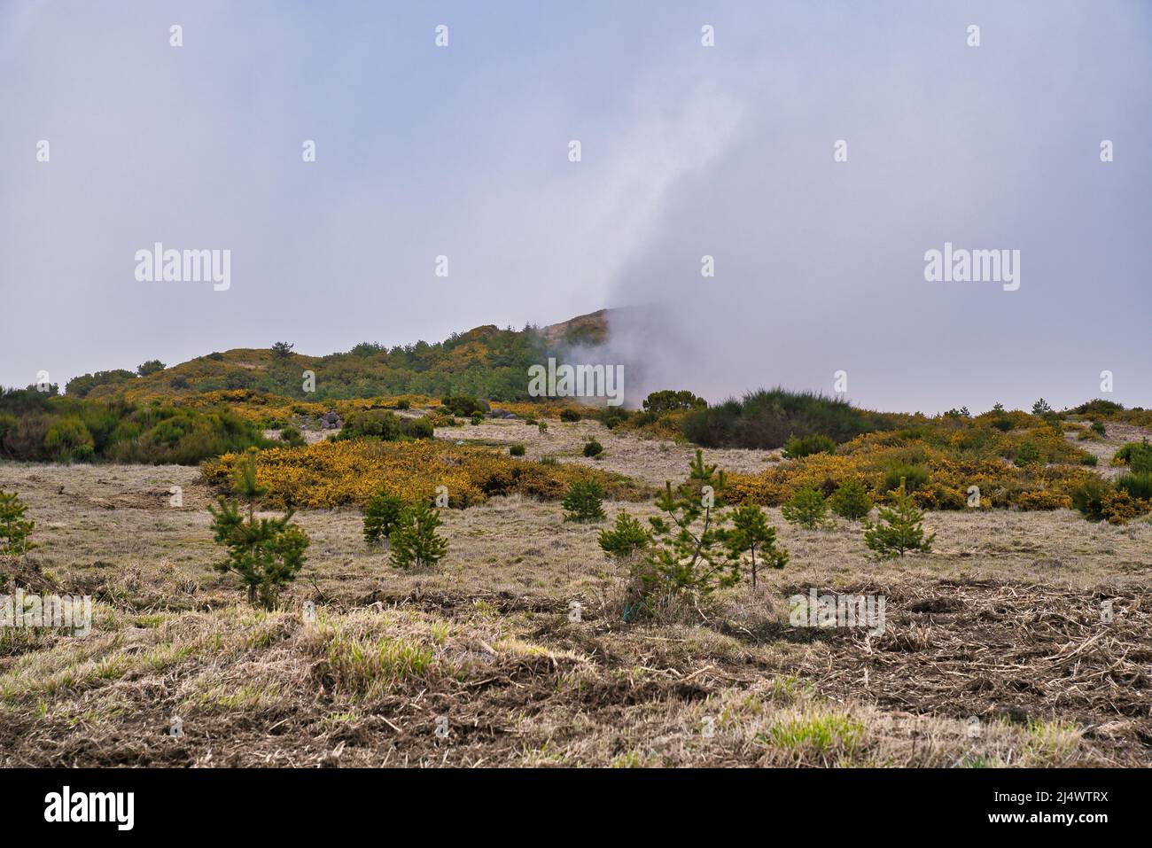 Highland plateau Paul da Serra with yellow flowers on the front of view, Madeira, Portugal Stock Photo