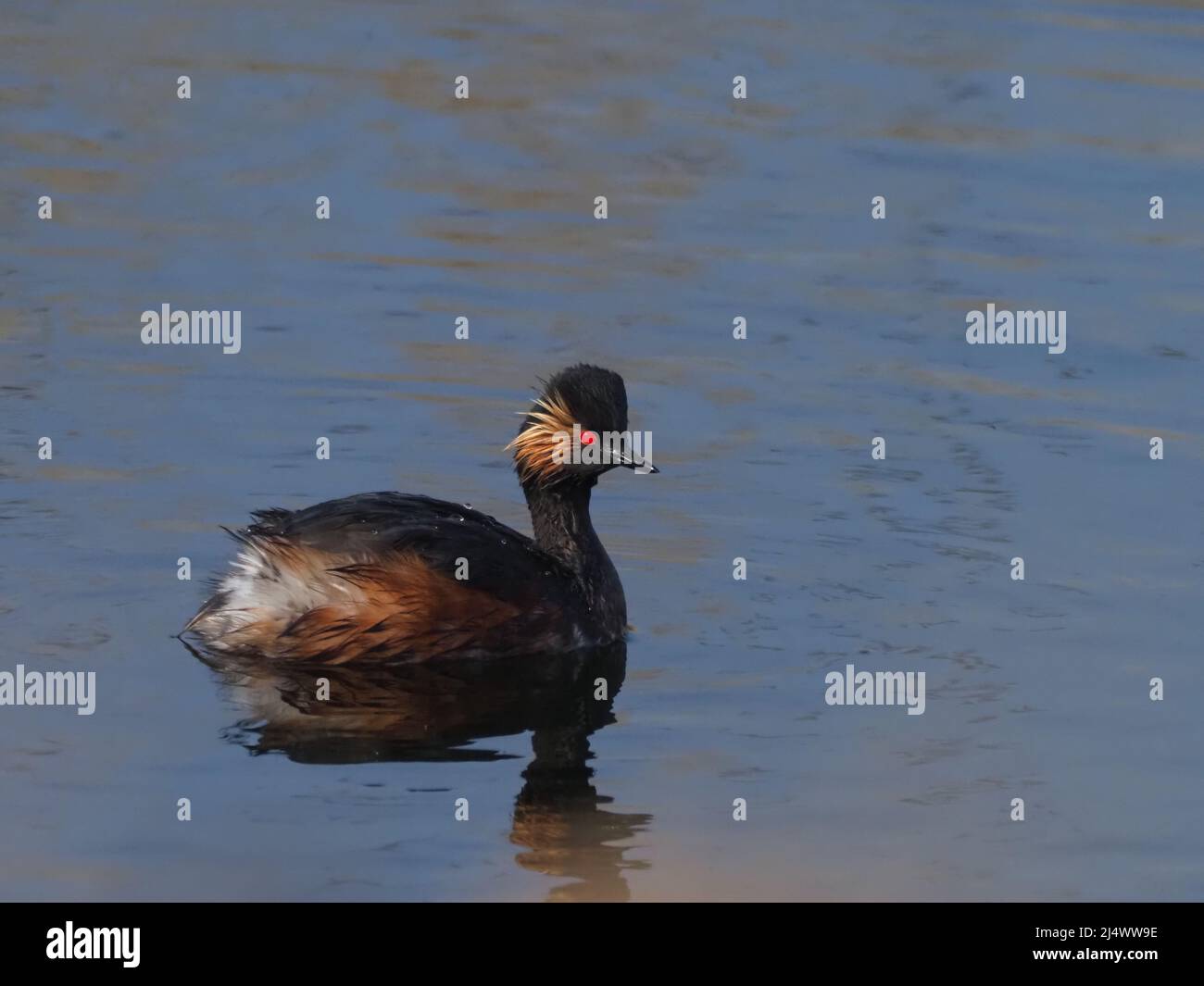 A rare breeding bird in the UK,  Image taken at St Aidens rspb reserve,  Yorkshire Stock Photo