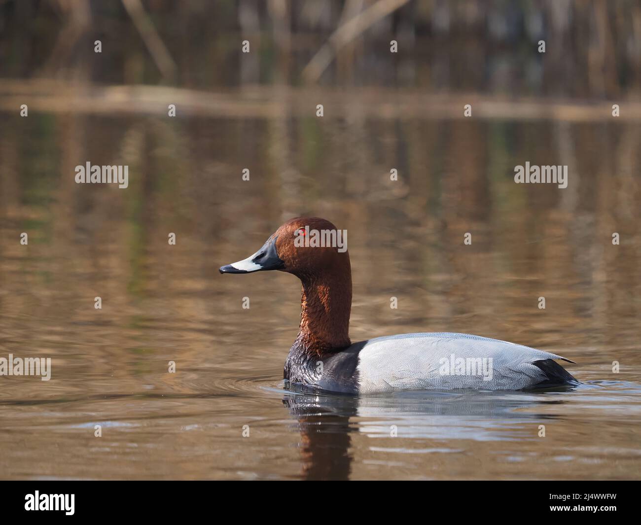 Pochard at St Aidan,s Leeds pre breeding in April, although there was display activity. Stock Photo