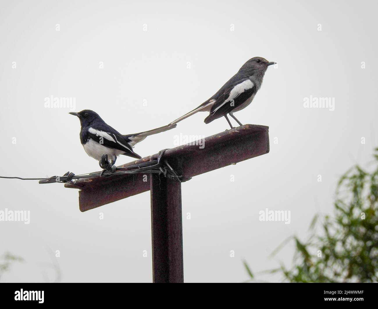 Oriental magpie-robin (Copsychus saularis) couple sitting on a pole. Stock Photo