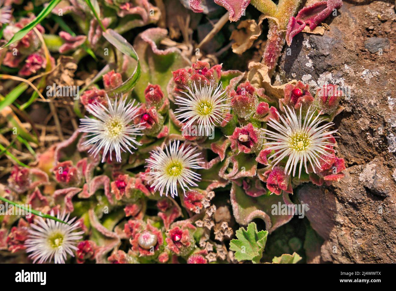 Crystalline Ice Plant