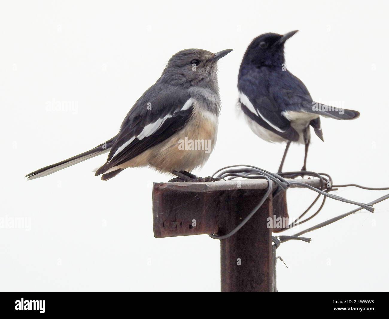 Oriental magpie-robin (Copsychus saularis) couple sitting on a pole. Stock Photo