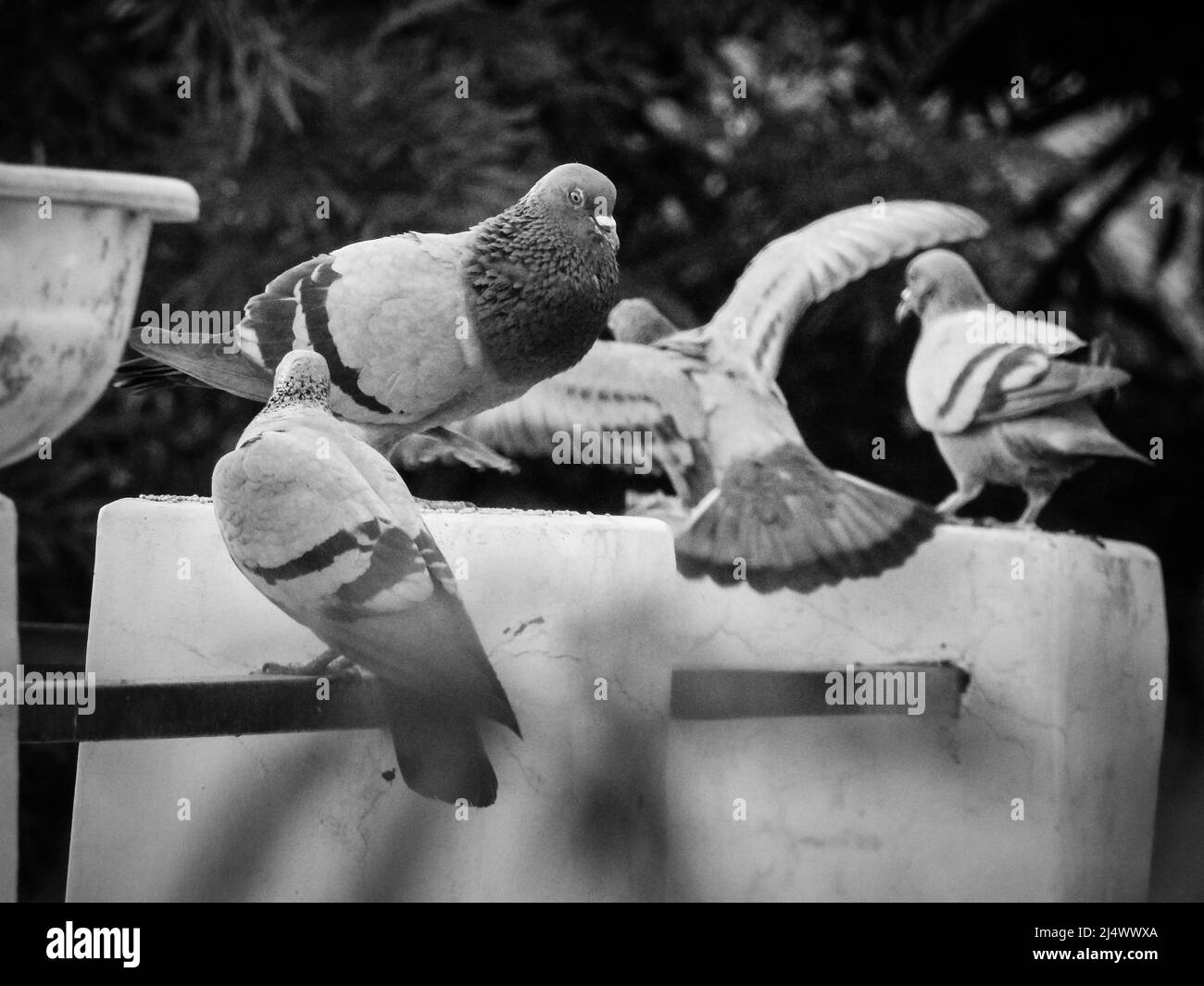 A monochromatic shot of a flock of pigeons. House pigeon.Columbidae is a bird family consisting of pigeons and doves. Stock Photo