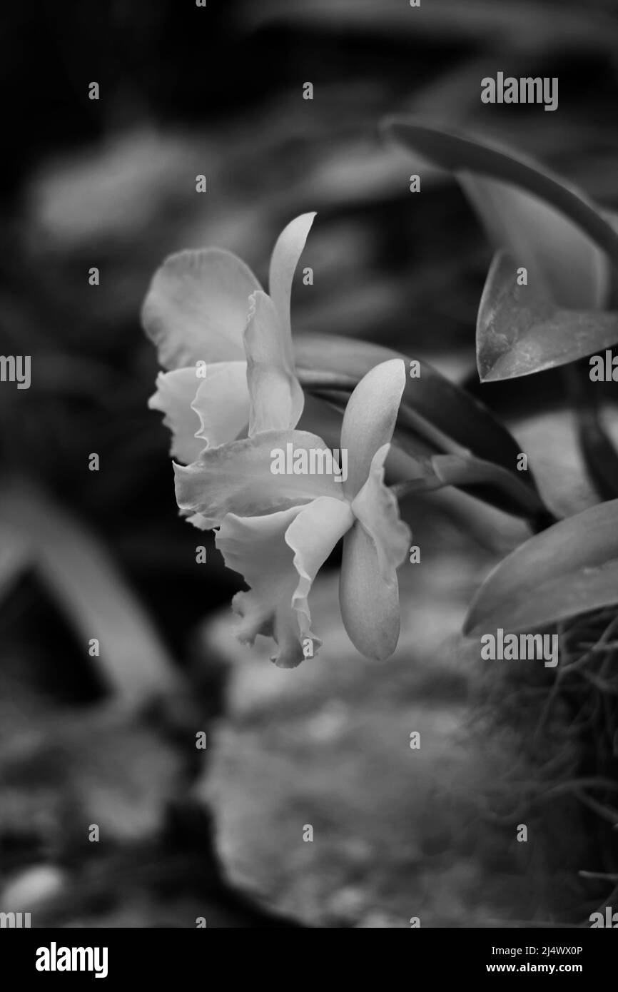 Beautiful fresh flowers growing in the sunny summer garden in black and ...