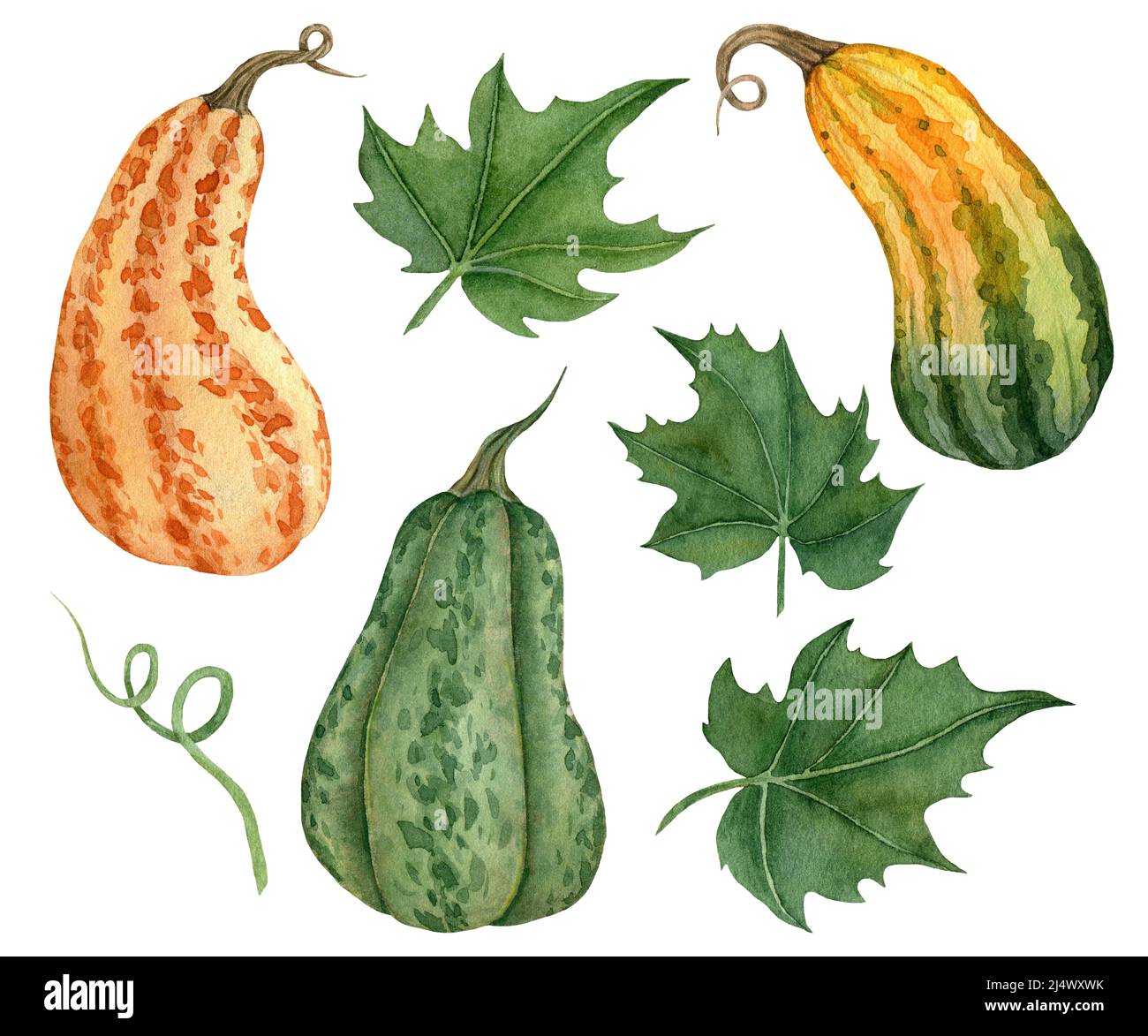 Watercolor pumpkin illustration isolated on the white background Stock ...
