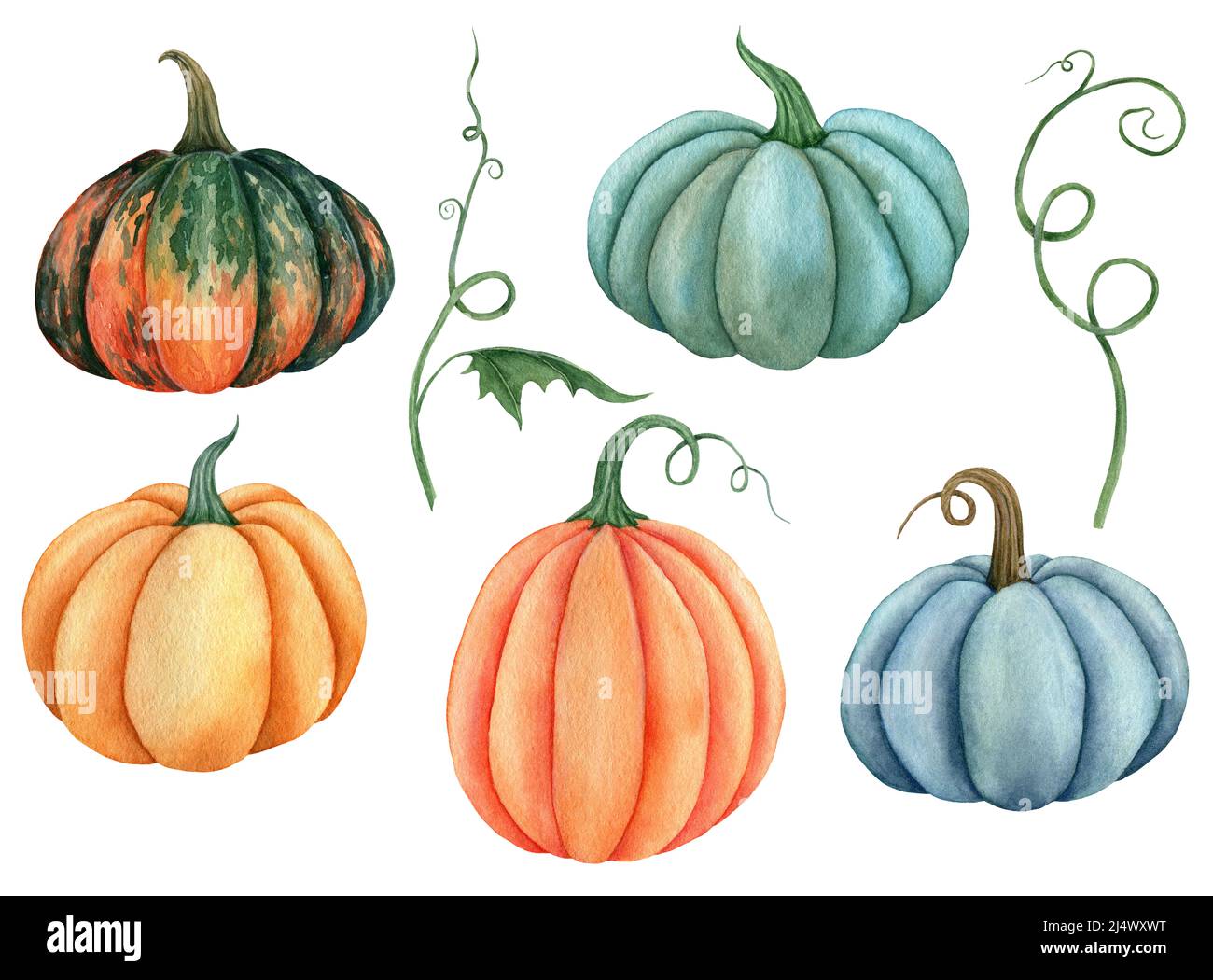 Watercolor pumpkin illustration isolated on the white background Stock ...