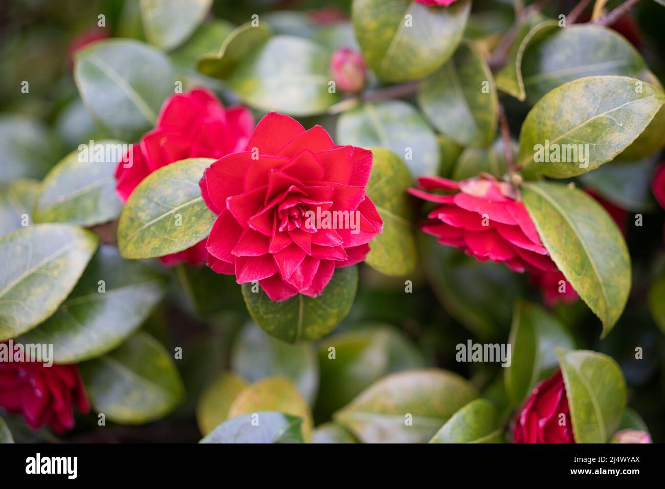 Japanese camellia (Camellia japonica) on a Spring day. Credit: Hazel Plater/Alamy Stock Photo