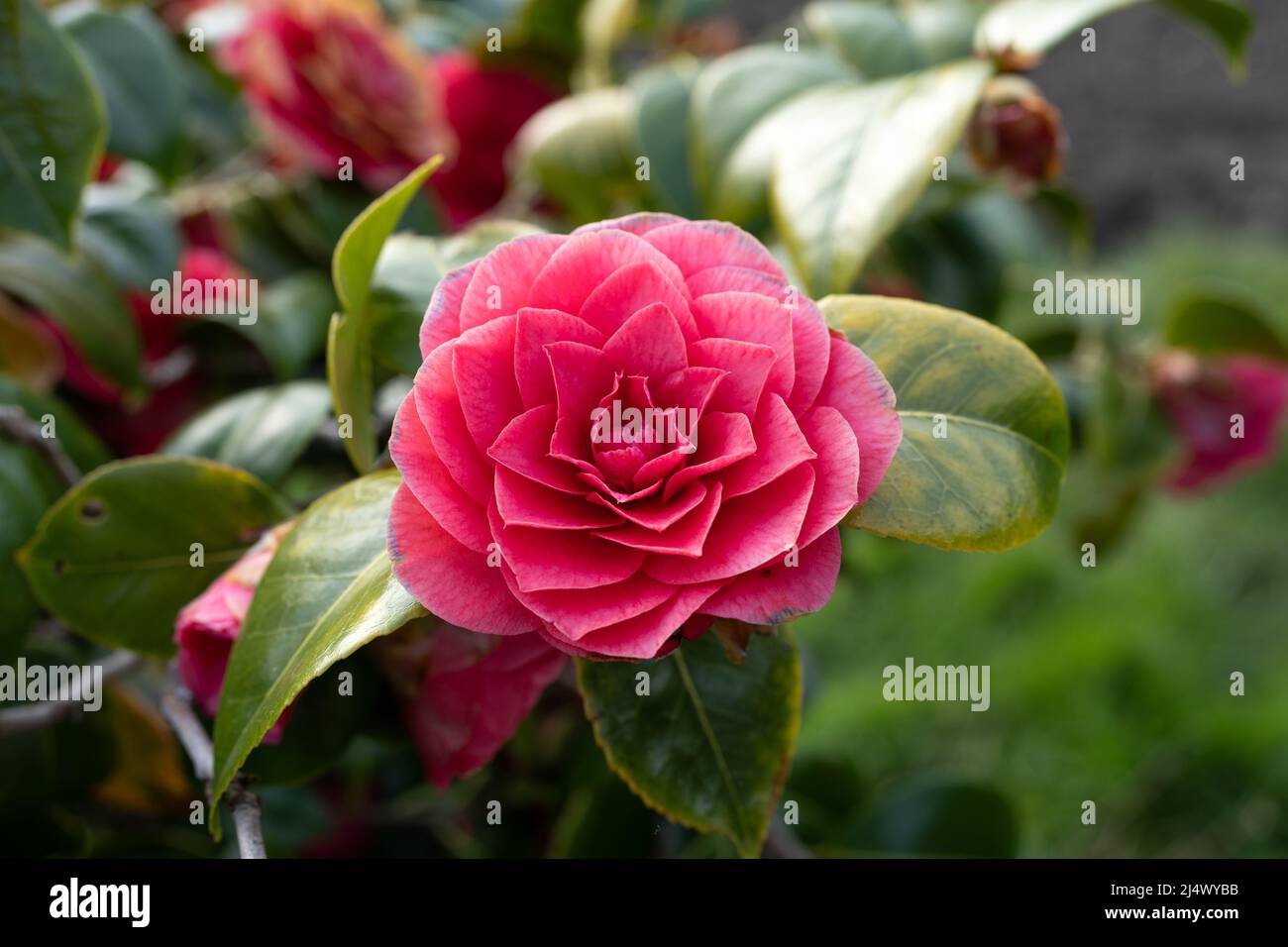 Japanese camellia (Camellia japonica) on a Spring day. Stock Photo