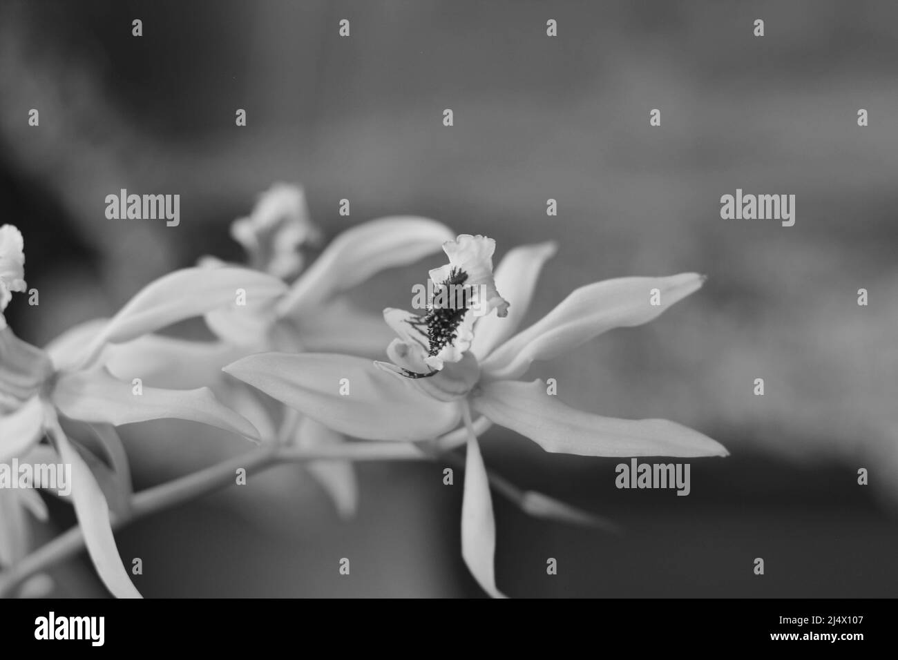 Beautiful fresh flowers growing in the sunny summer garden in black and ...
