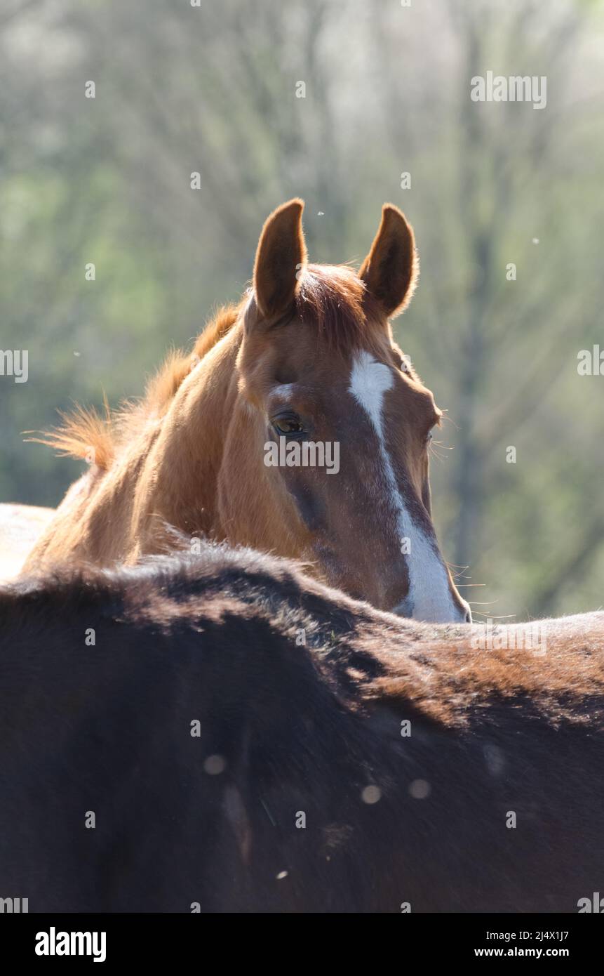 Brown Oldenburger and Hanoverian warmblood horses (Equus ferus caballus) on a pasture in the countryside Stock Photo