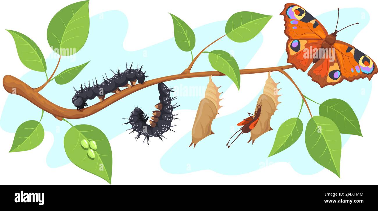 Lepidoptera metamorphosis. Caterpillar to butterfly development process cocoon transformation on tree, life cycle pupa larva moth, growt chrysalis monarch, vector illustration. Insect metamorphosis Stock Vector