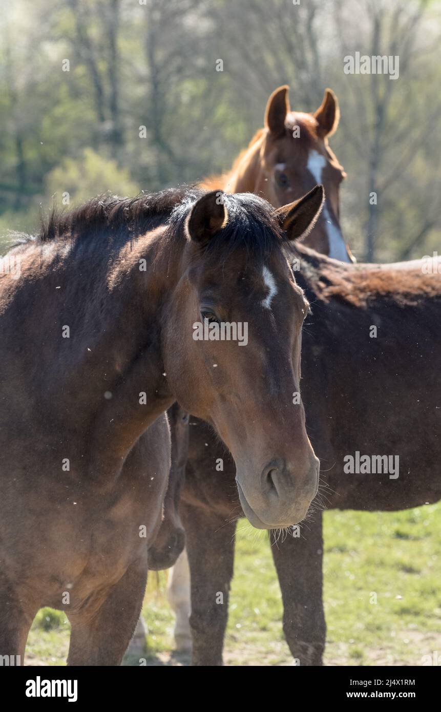 Brown Oldenburger and Hanoverian warmblood horses (Equus ferus caballus) on a pasture in the countryside Stock Photo