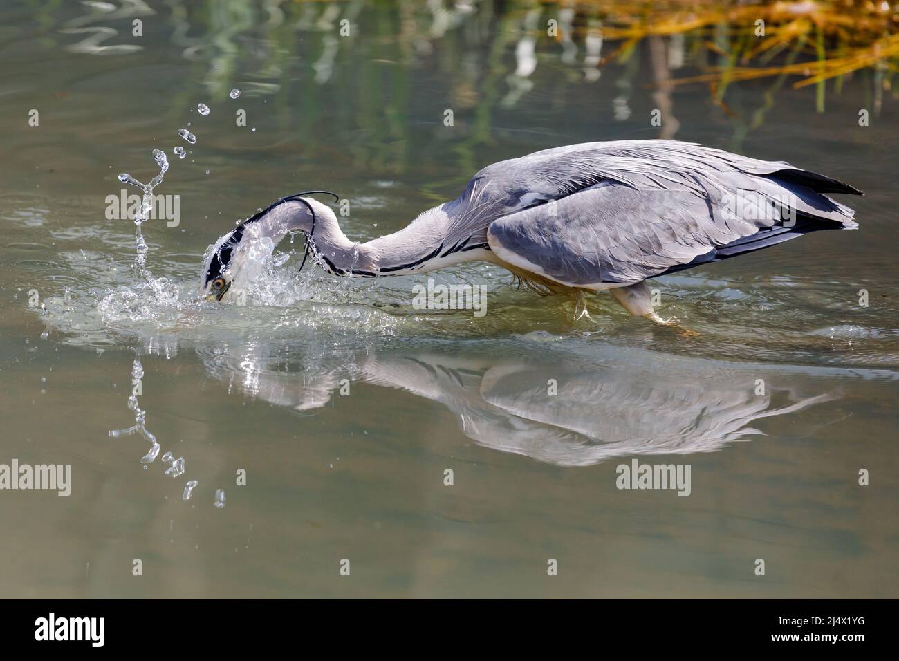 Grey Heron (Ardea cinerea) catching fish.Amanda Rose/Alamy Stock Photo -  Alamy
