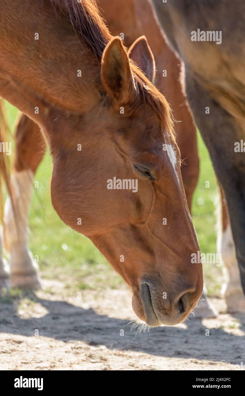 Head of a brown domestic warmblood horse with eyes closed (Equus ferus caballus) on a pasture in the countryside Stock Photo