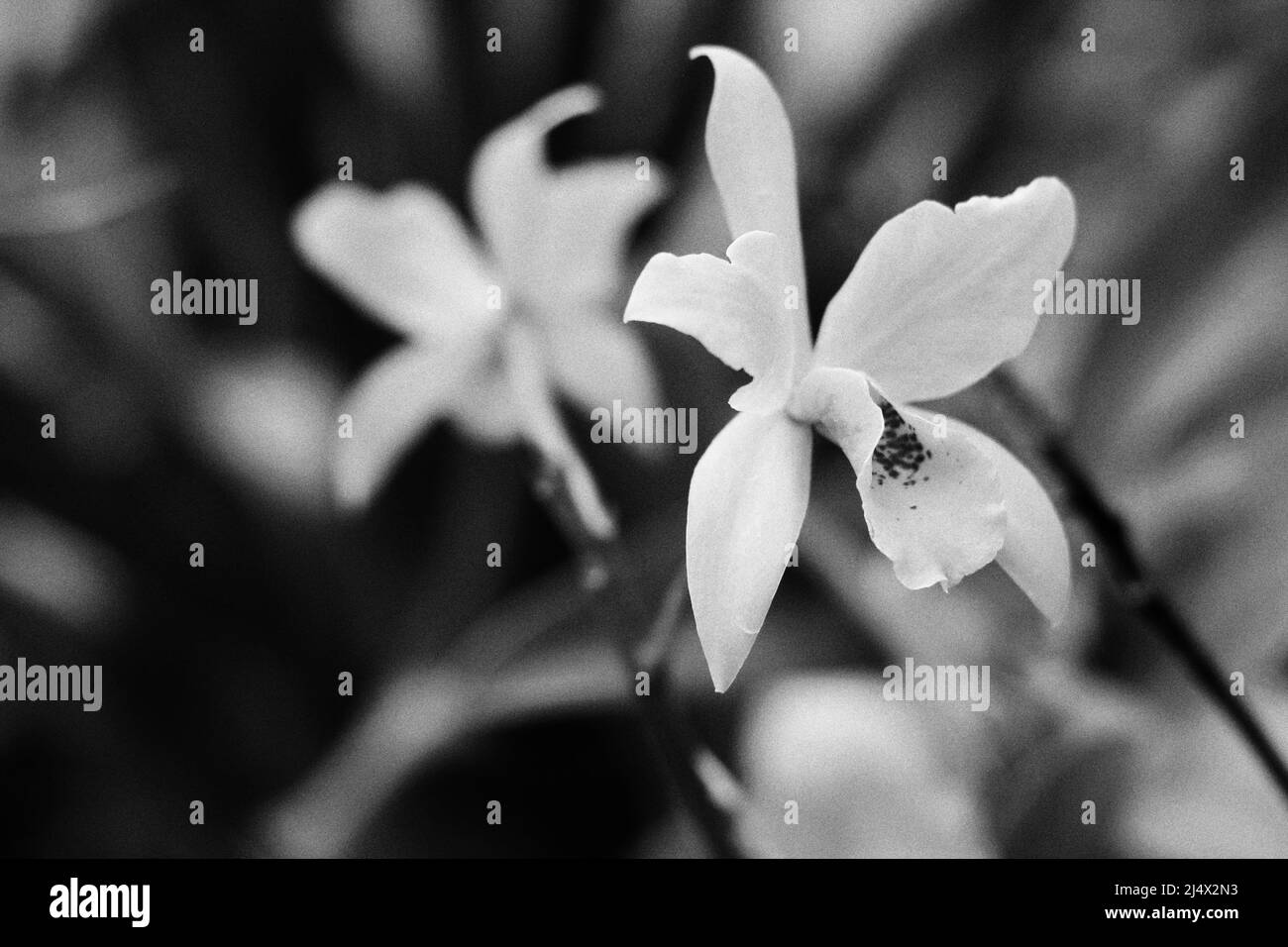 Beautiful fresh flowers growing in the sunny summer garden in black and ...