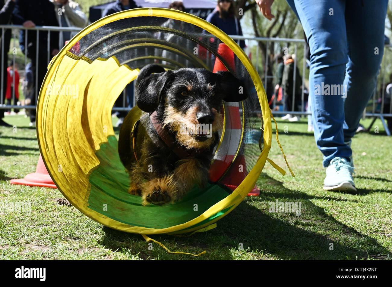Munich, Germany. 18th Apr, 2022. Dachshund Seppi runs through the dog