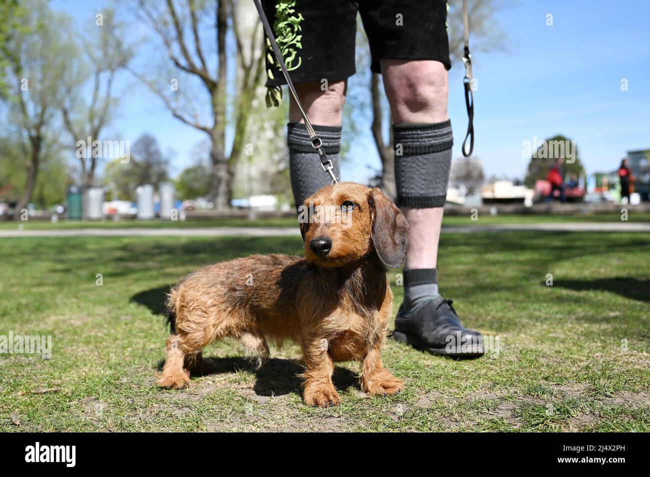 Munich, Germany. 18th Apr, 2022. A dachshund stands between the legs of