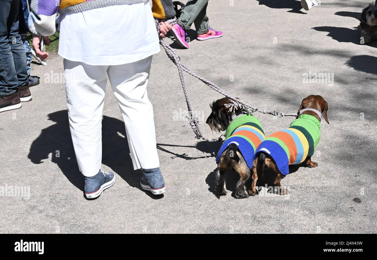Munich, Germany. 18th Apr, 2022. Two dachshunds wear sweaters in the