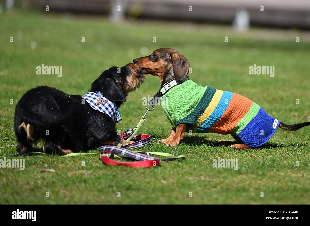 Munich, Germany. 18th Apr, 2022. Two dachshunds play at the "Dachshund