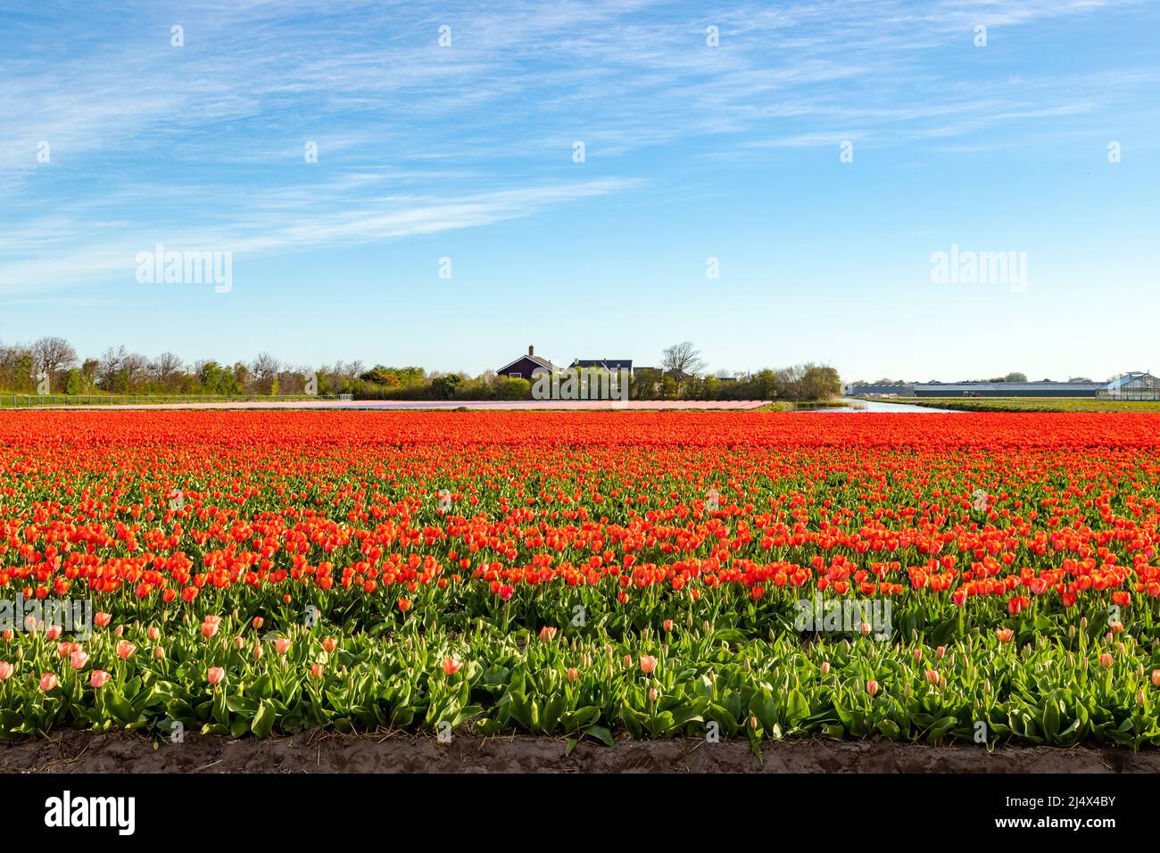 Flowering tulips in rural landscape, Noordwijkerhout, South Holland, The Netherlands. Typically Dutch landscape beauty in spring. Stock Photo