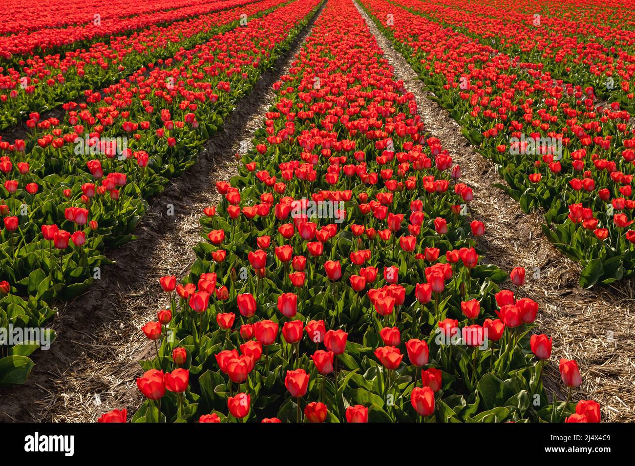 Straight lines of flowering red tulips, Noordwijkerhout, South Holland, The Netherlands. Typically Dutch landscape beauty in spring. Stock Photo