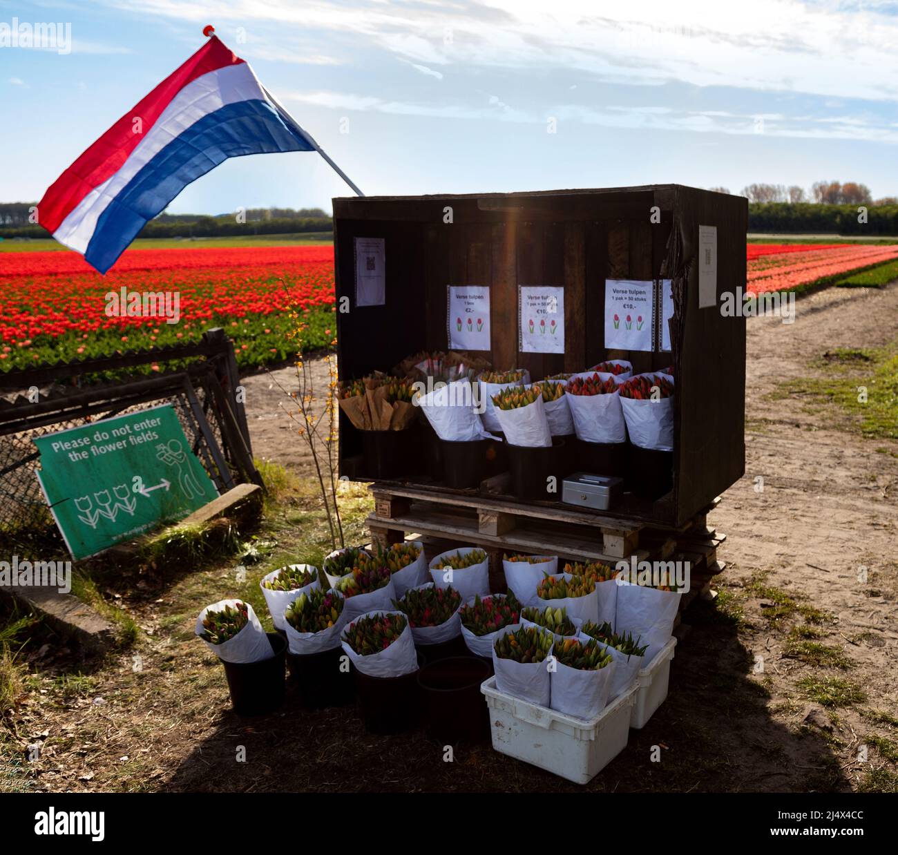 Flower stall selling bunches of fresh tulips with flowering bulb field in the background, Noordwijkerhout, South Holland, The Netherlands. Stock Photo