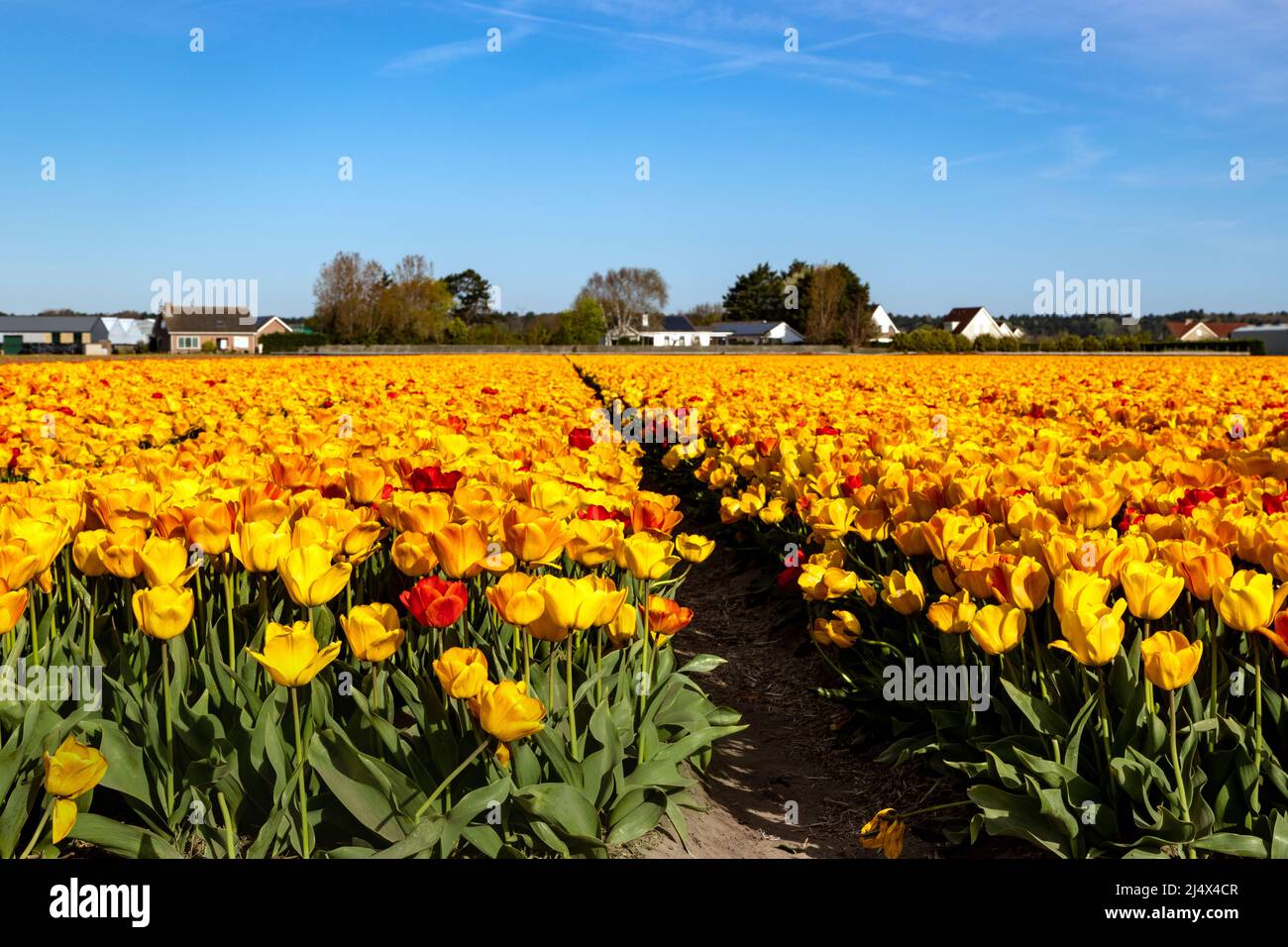 Flowering tulips in rural landscape,Noordwijkerhout, South Holland, The Netherlands. Typically Dutch landscape beauty in spring. Stock Photo