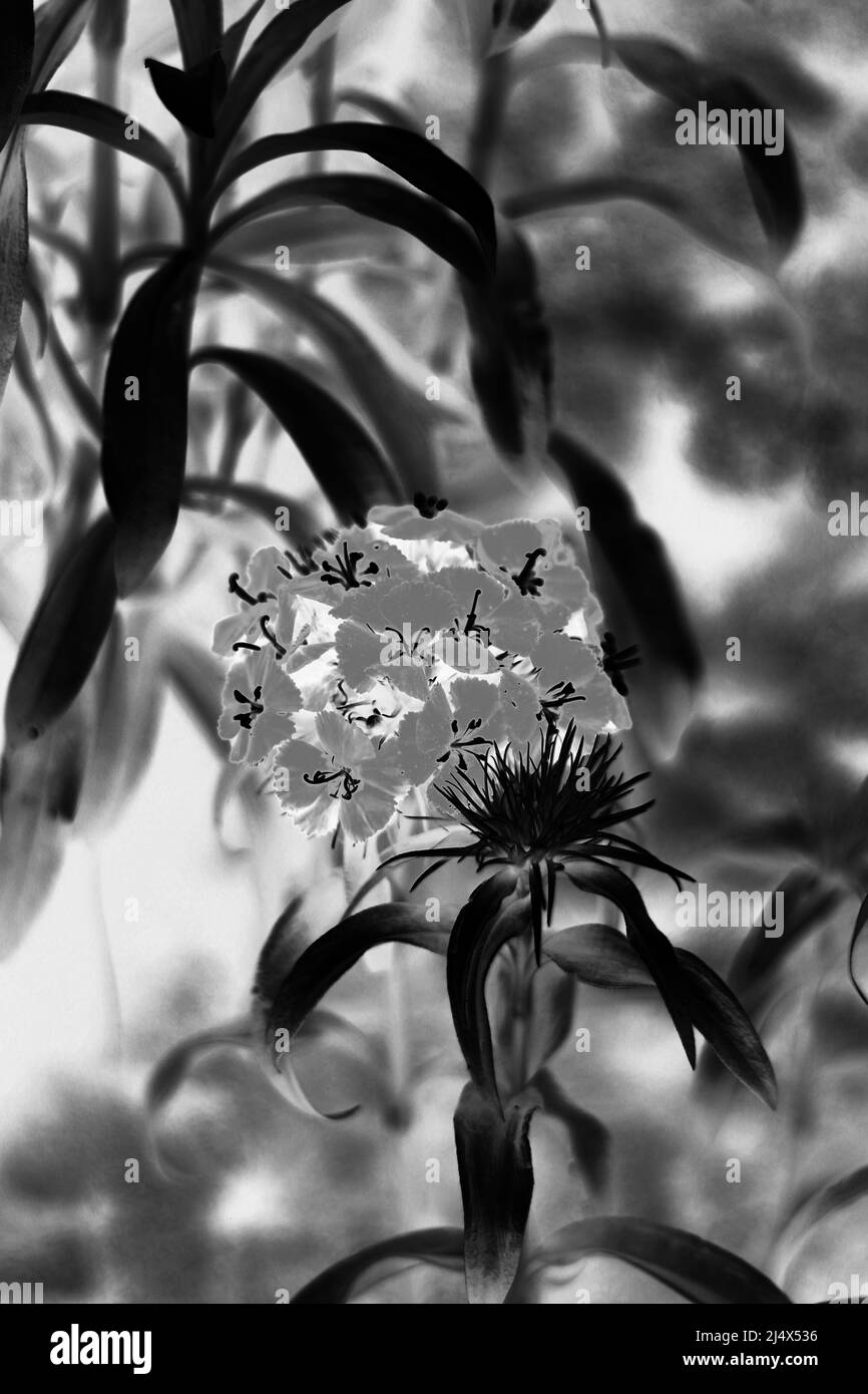 Beautiful fresh flowers growing in the sunny summer garden in black and ...