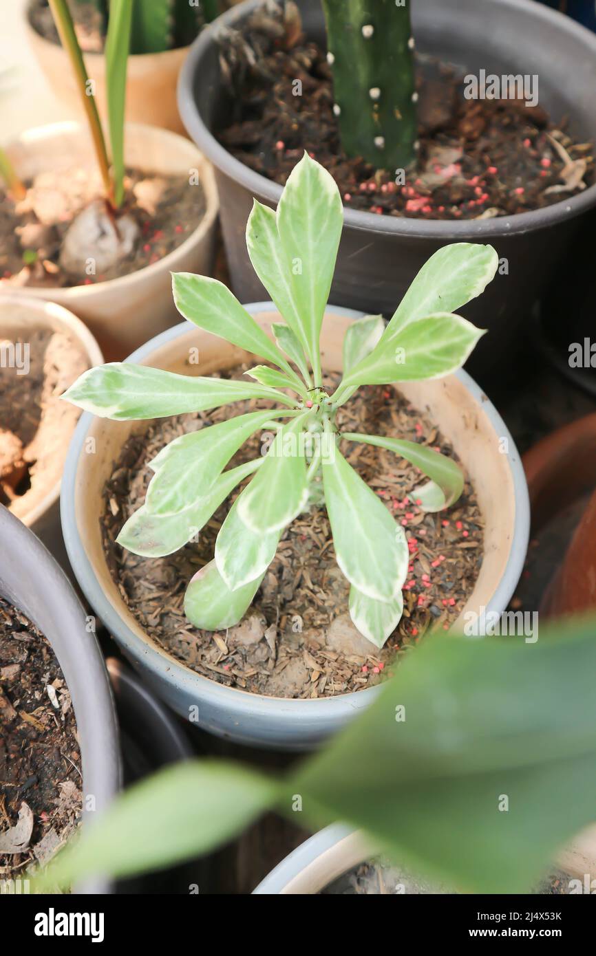 Monadenium, Euphorbia ritchiei or EUPHORBIACEAE plant or the Monadenium Stock Photo