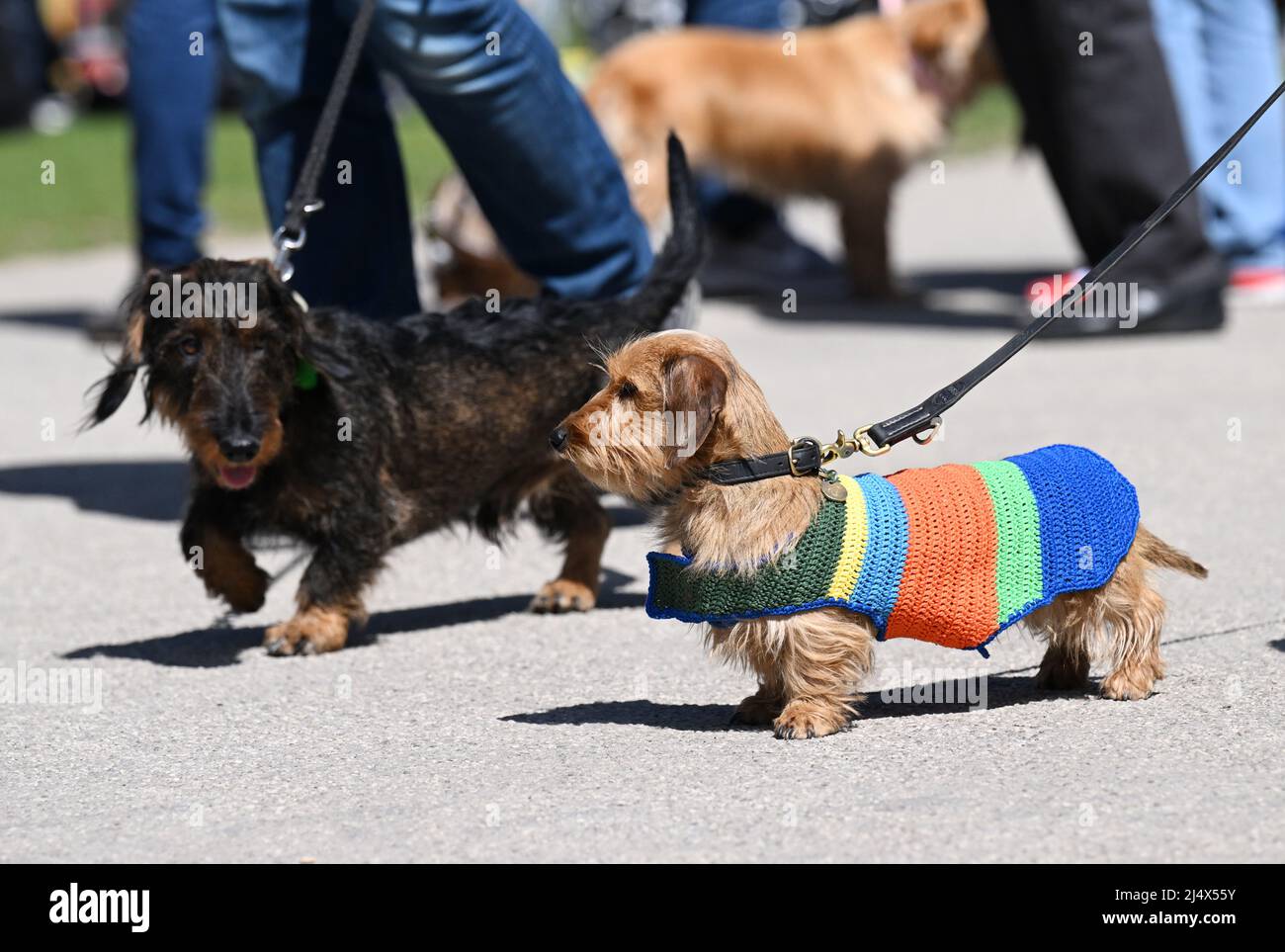 Munich, Germany. 18th Apr, 2022. A dachshund wears a sweater in the