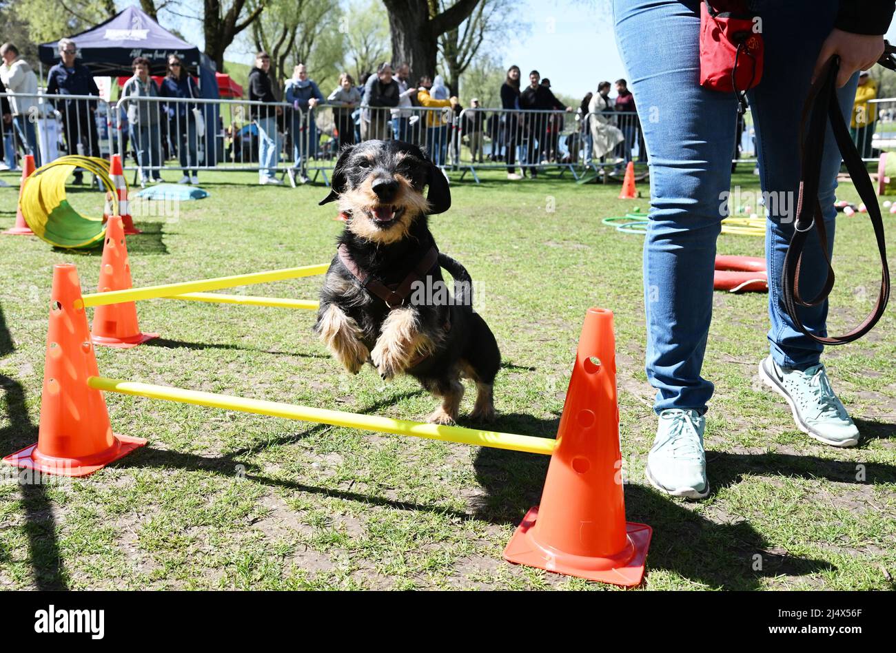 Munich, Germany. 18th Apr, 2022. Dachshund Seppi runs through the dog
