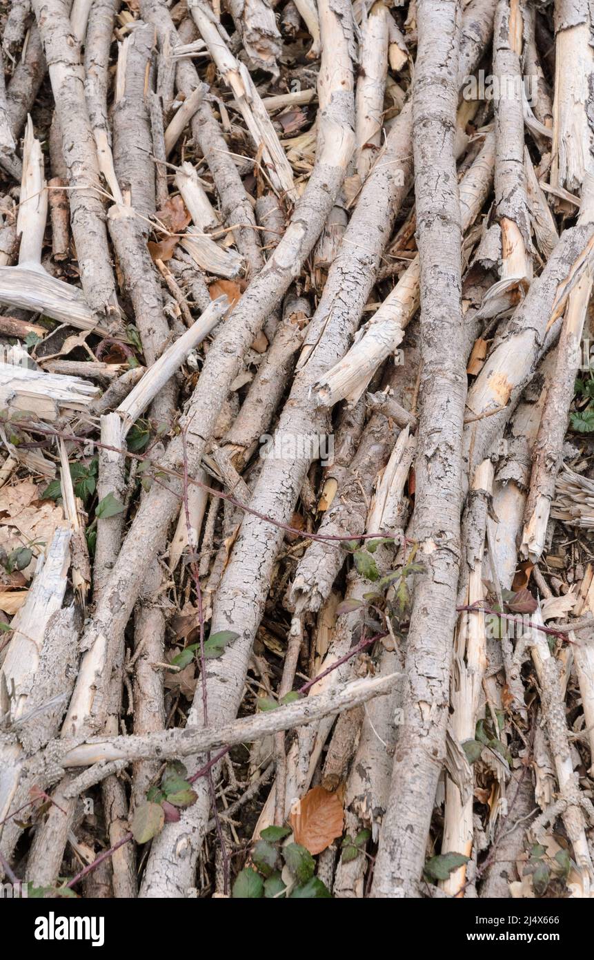 Dried and broken branches and twigs on the forest ground at a logging site Stock Photo