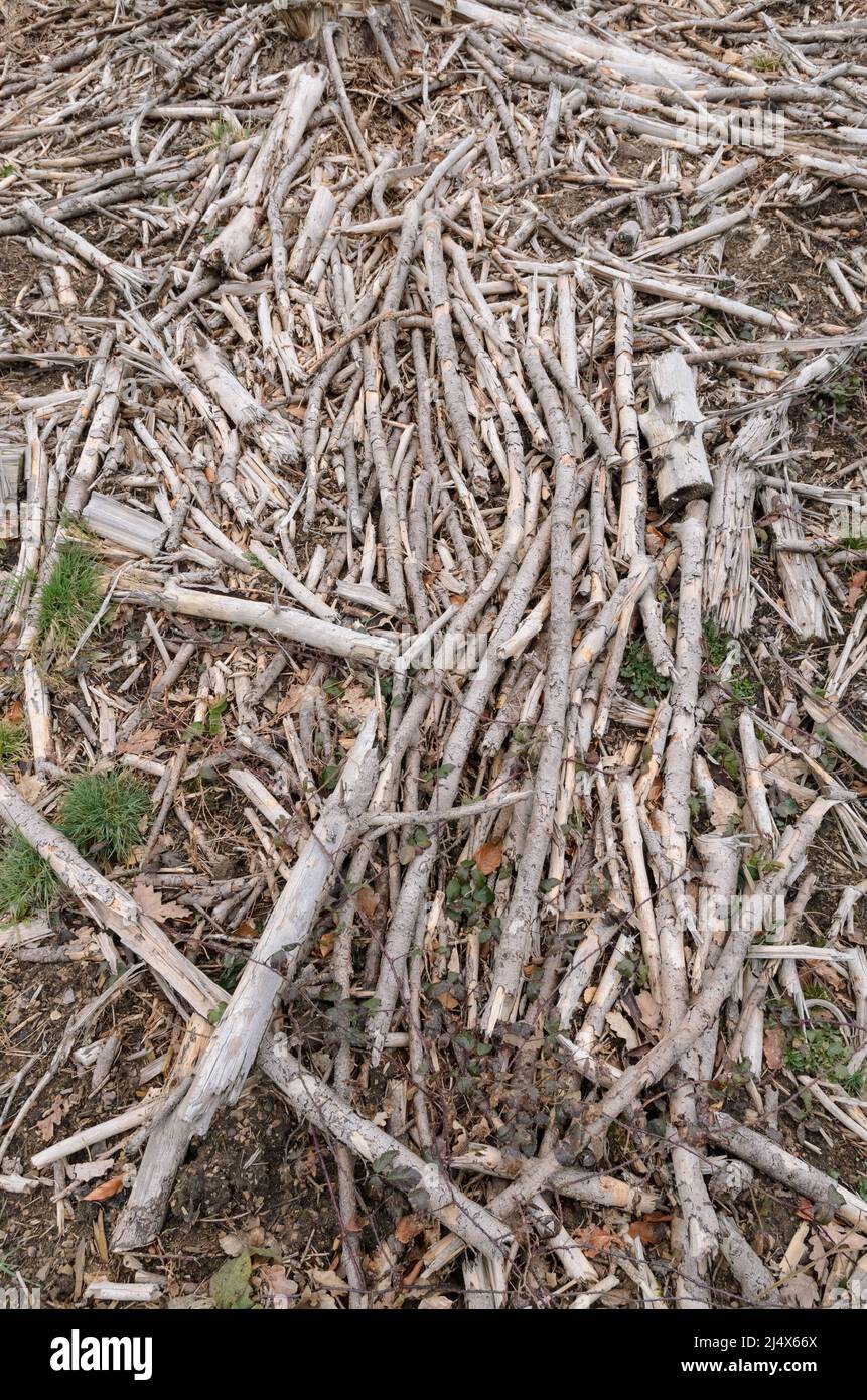 Broken twig hi-res stock photography and images - Page 3 - Alamy