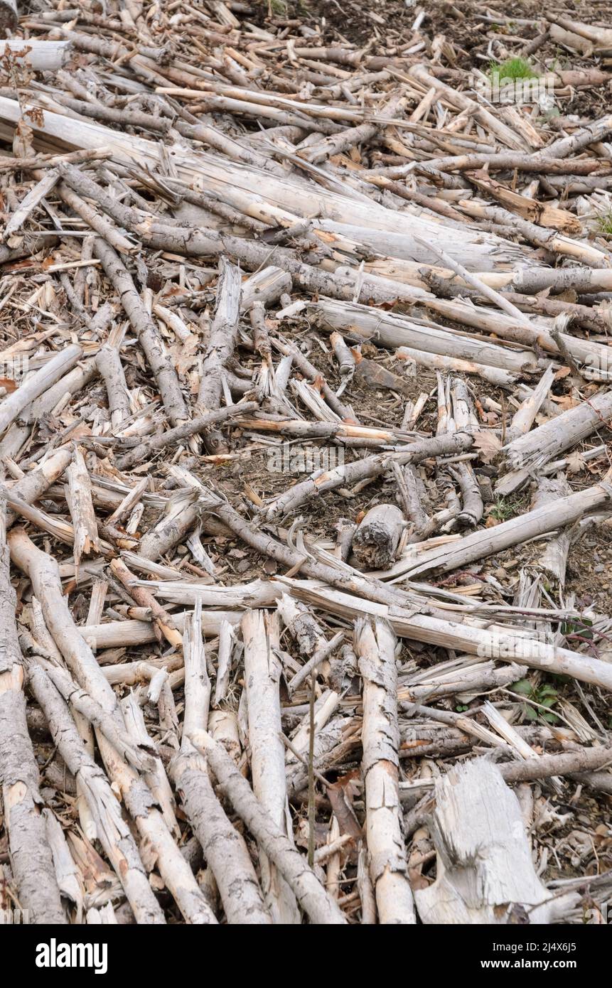 Dried and broken branches and twigs on the forest ground at a logging site Stock Photo