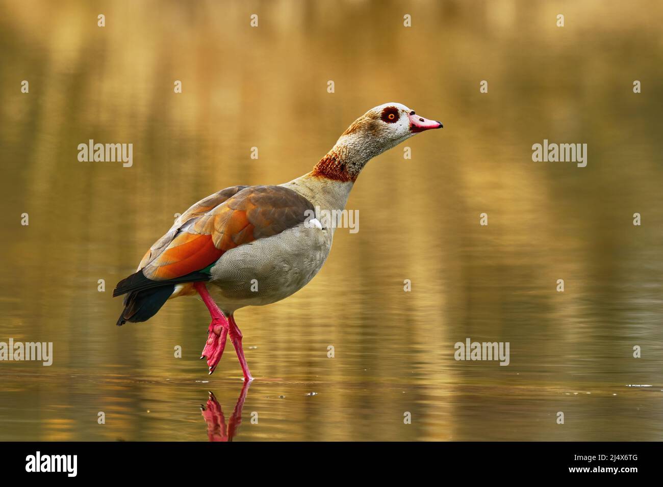 Egyptian goose male walking in water, closeup. Blurred background, copy space. Genus species Alopochen aegyptiacus. Lake  Dubnica, Slovakia. Stock Photo