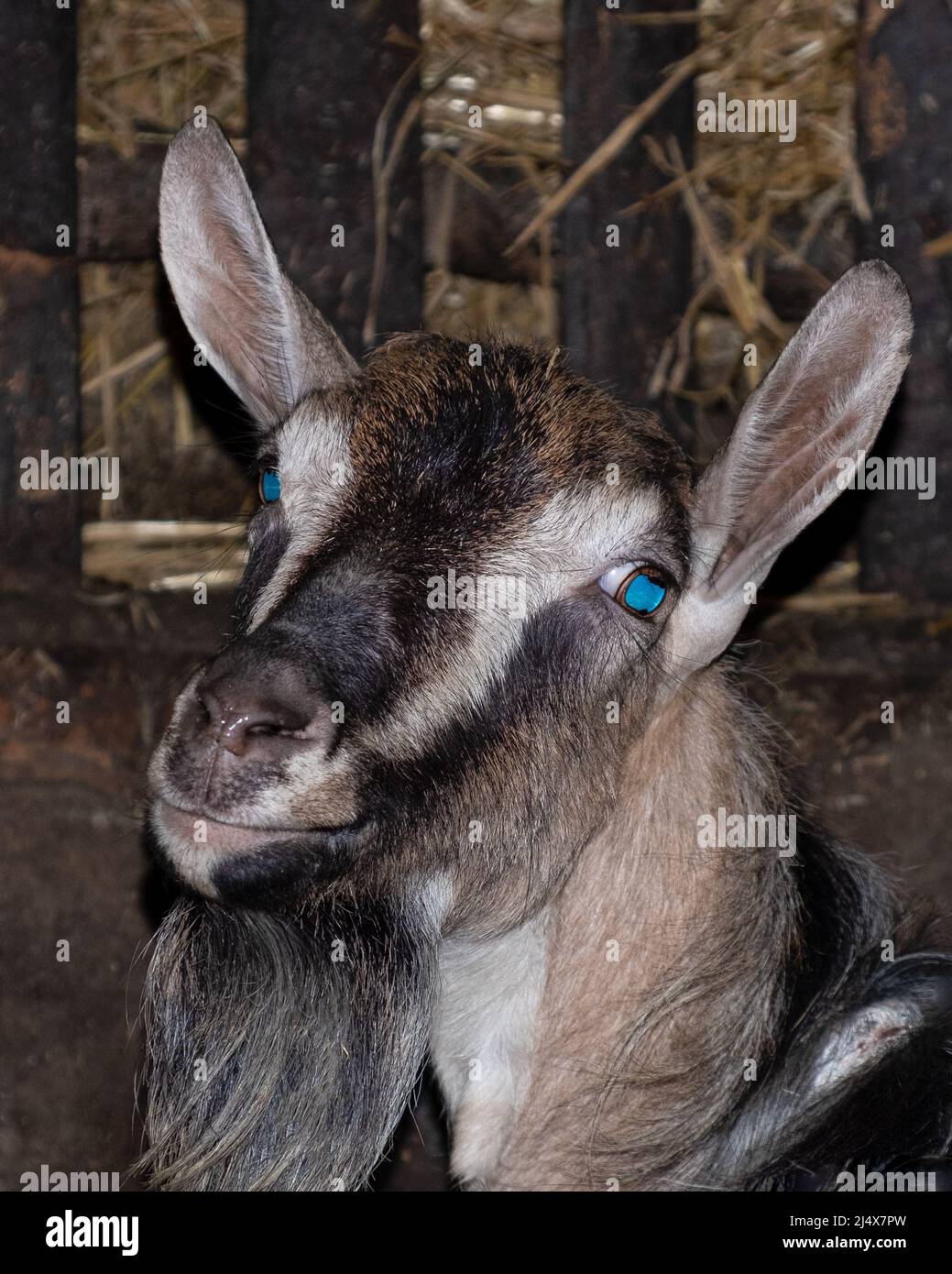 portrait farm goat close up, animal husbandry. Stock Photo