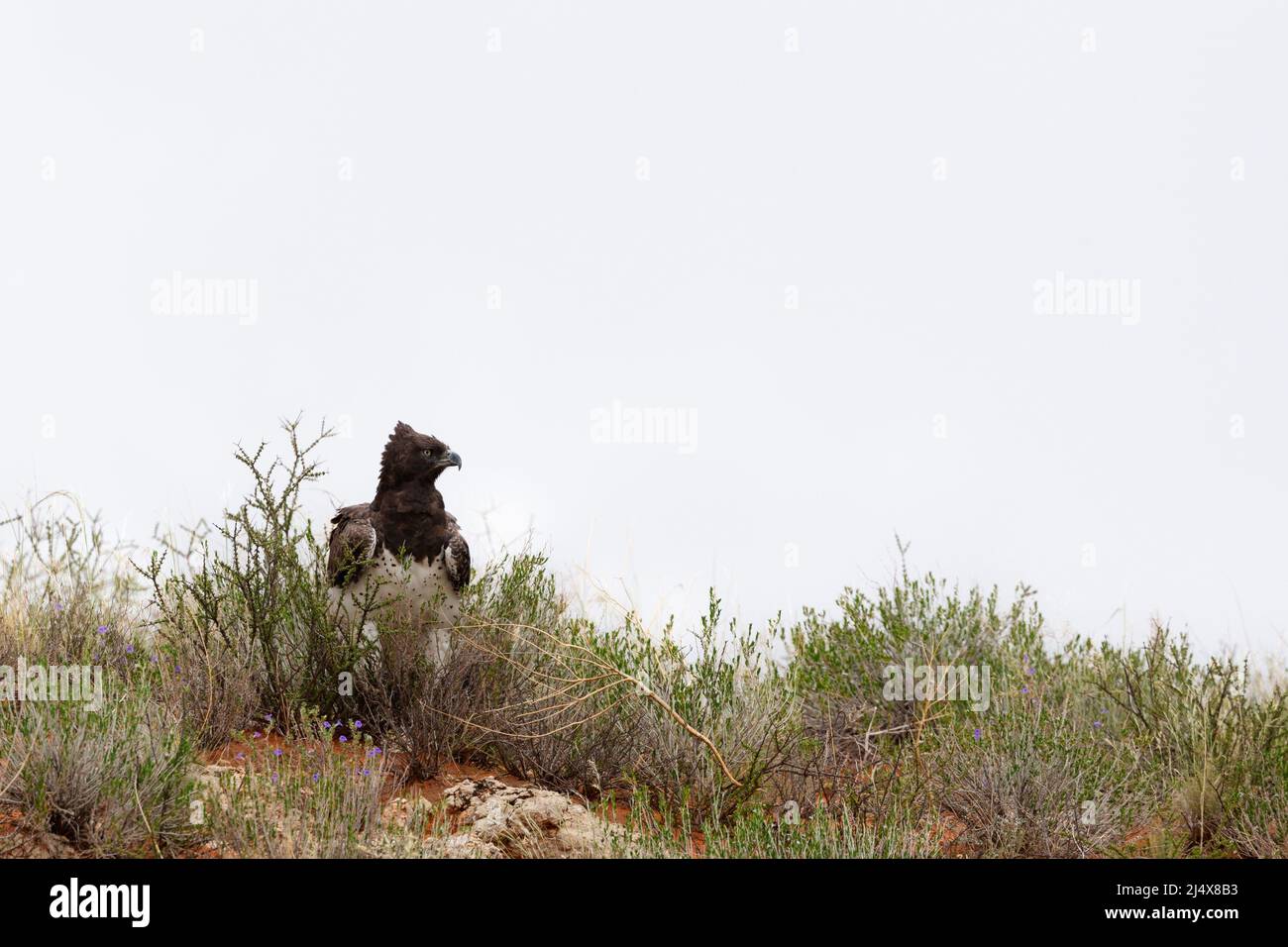 Martial eagle (Polemaetus bellicosus), Kgalagadi transfrontier park, South Africa, February 2022 Stock Photo