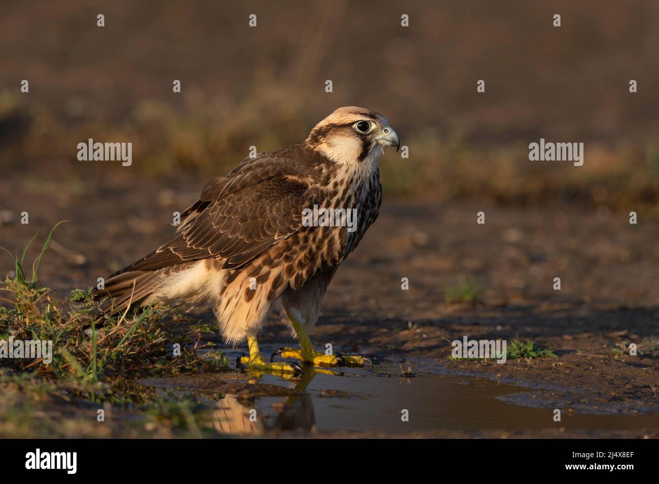 Lanner falcon (Falco biarmicus) immature at water, Kgalagadi transfrontier park, South Africa, February 2022 Stock Photo