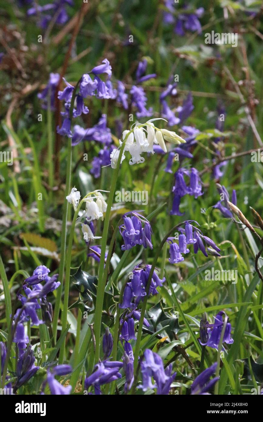 Dorking, Surrey, England, UK. 18th Apr, 2022. A rare whitebell amongst a stunning display of bluebells at Whitedown Wood in the Surrey Hills near Dorking. The native British bluebells in ancient woodland on the chalk downs are at their best, and great for a Bank Holiday walk. Credit: Julia Gavin/Alamy Live News Stock Photo