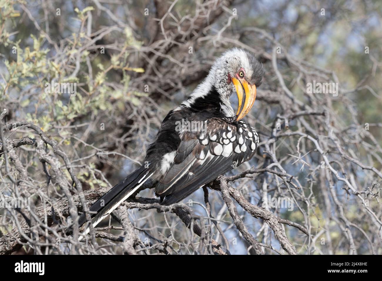 Yellow-billed hornbill (Tockus leucomelas) preening, Kgalagadi transfrontier park, South Africa, February 2022 Stock Photo