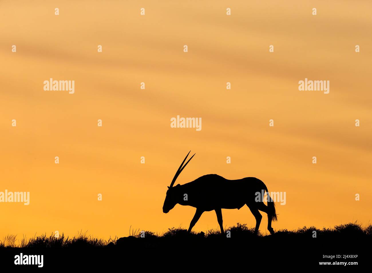 Gemsbok (Oryx gazella) at sunrise, Kgalagadio transfrontier park, Northern Cape, South Africa, January 2022 Stock Photo