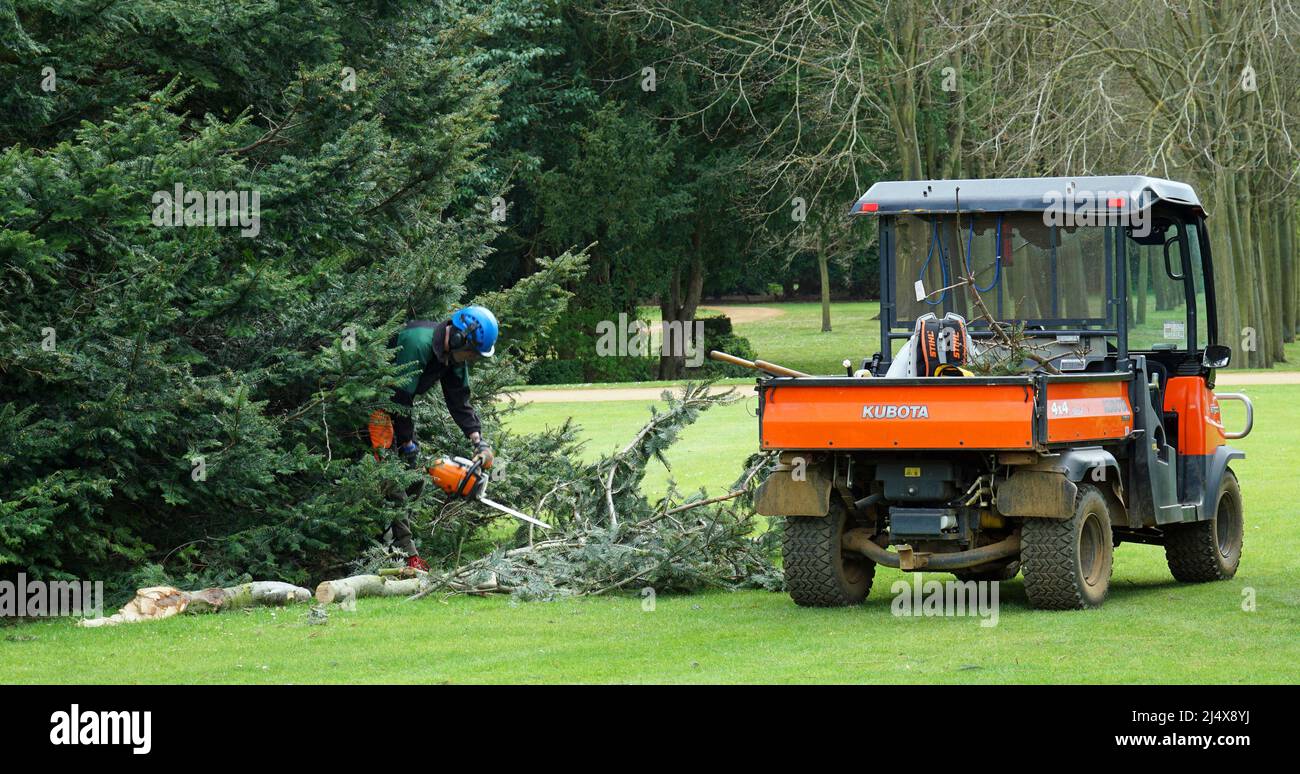 Gardener working with chainsaw on tree and Kubota utility vehicle Stock Photo